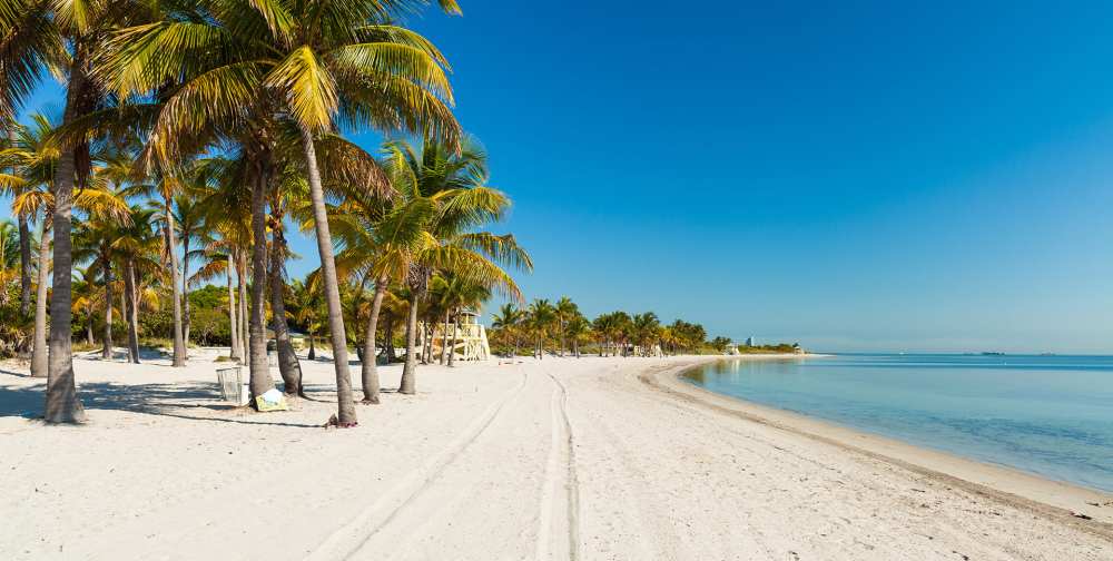 a beach with a palm tree