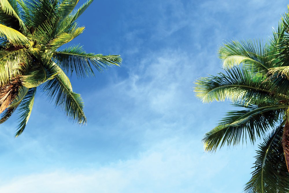 a group of palm trees next to a tree