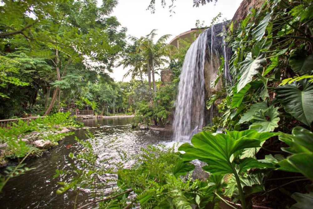 Lush tropical garden with a waterfall flowing into a pond surrounded by greenery.