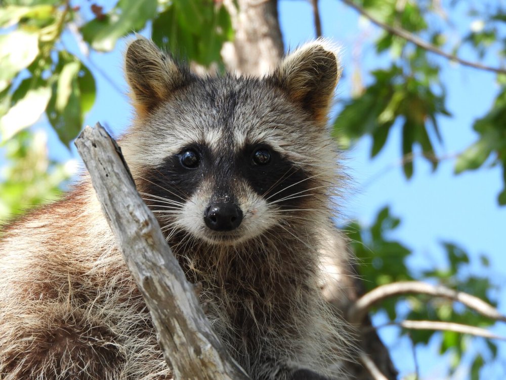 Raccoon perched on a tree branch with green leaves in the background.