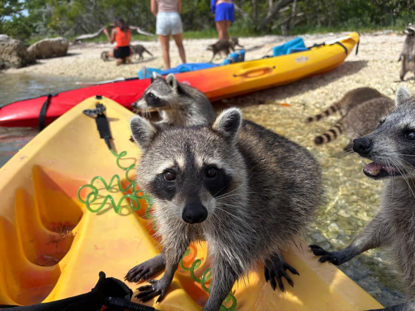 Raccoons on kayaks at a beach with people in the background.